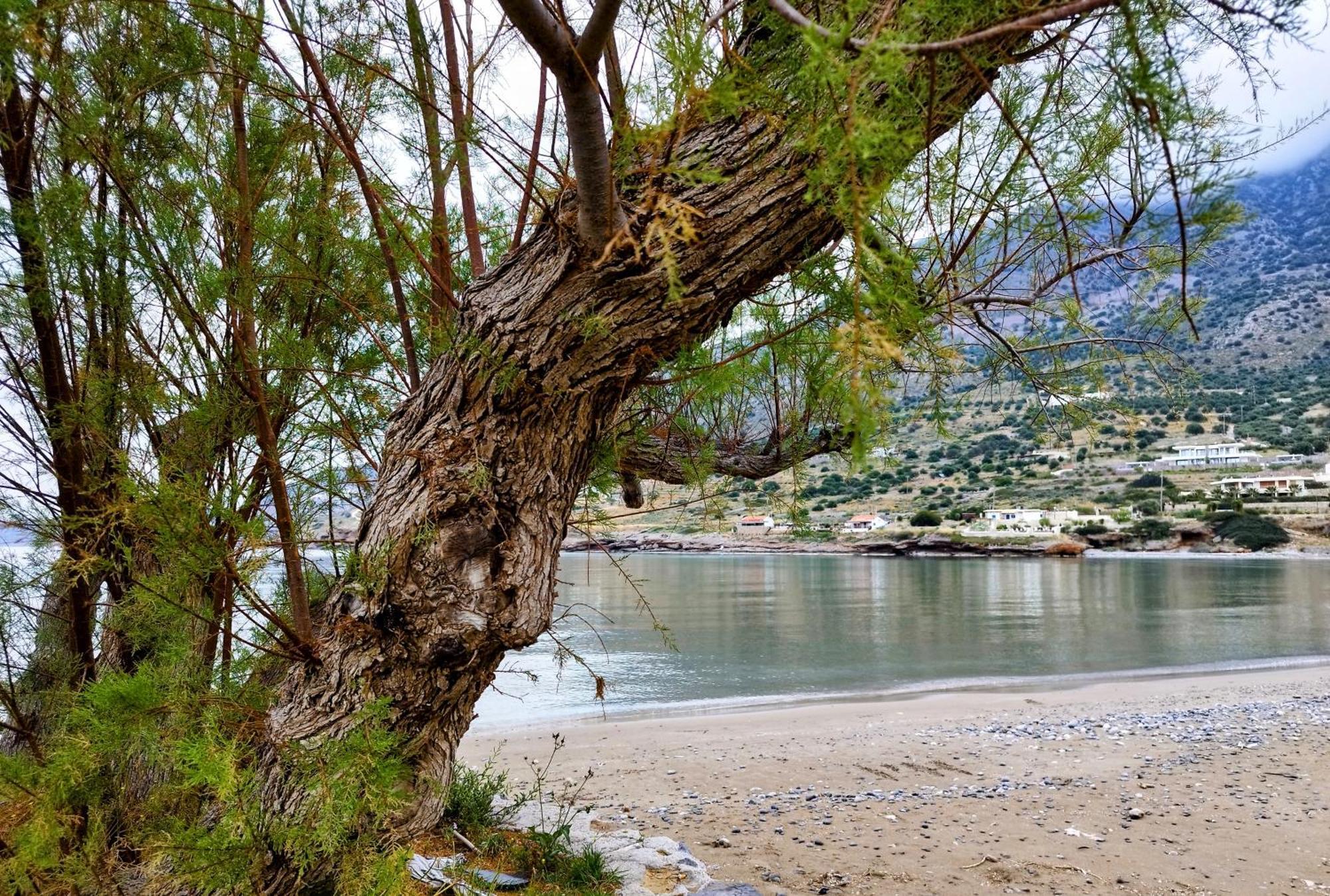 Kavoúsion Tholos Alexandra'S Beachfront House מראה חיצוני תמונה